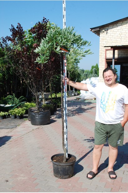 Слива приземиста Депресса на штамбі - 25л/вис.190-200см/Ø40-80см/ШТАМБ 170-180см